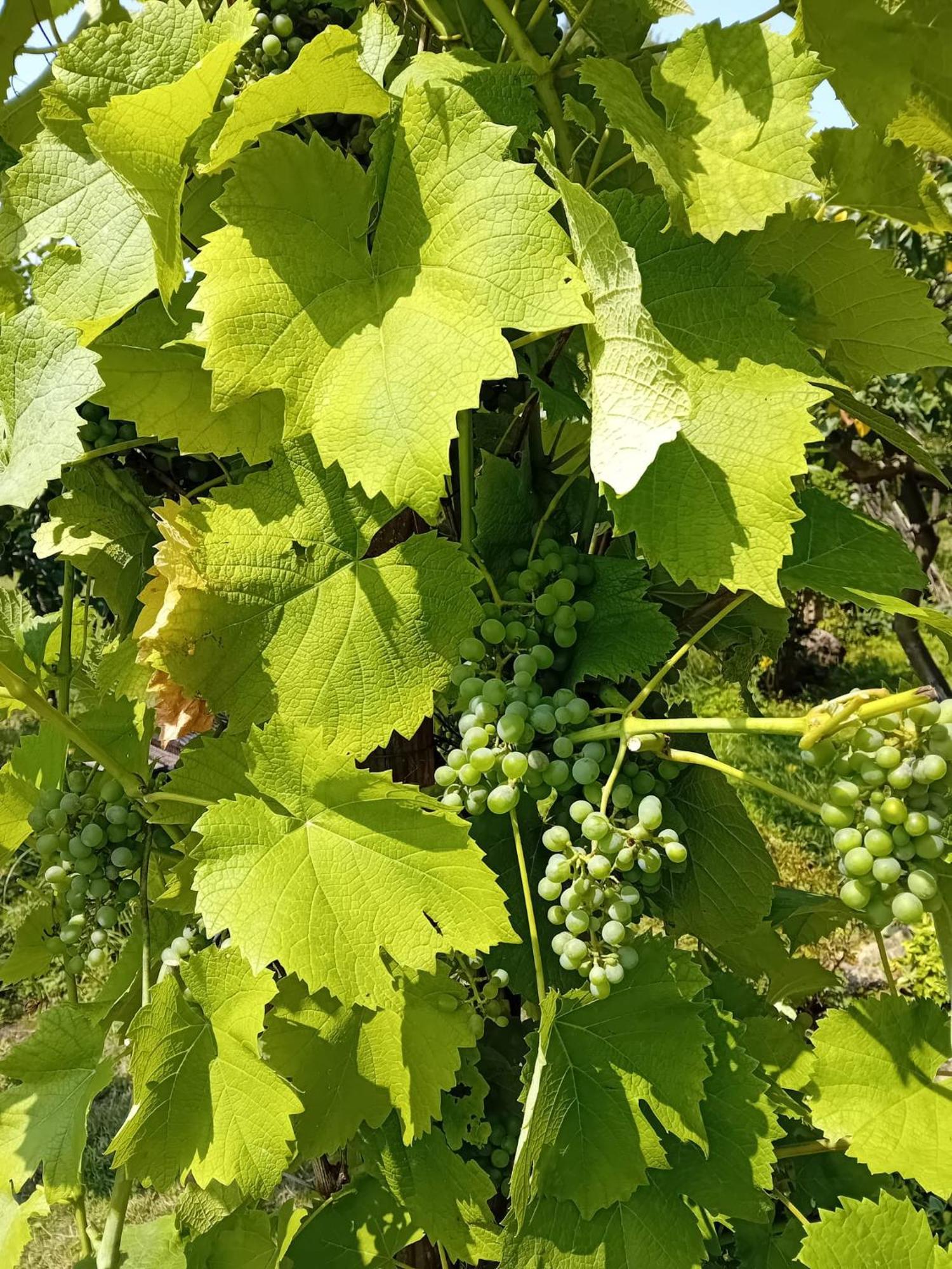 Czytelnia W Sadzie Villa Krzykawka Luaran gambar